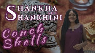 Conch Shells,  The sound of the sea.Explained in 11 minutes.... (Ancient Asia special)