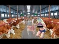 A beautiful farmer withme girl feeds the calves  little cows drink milk