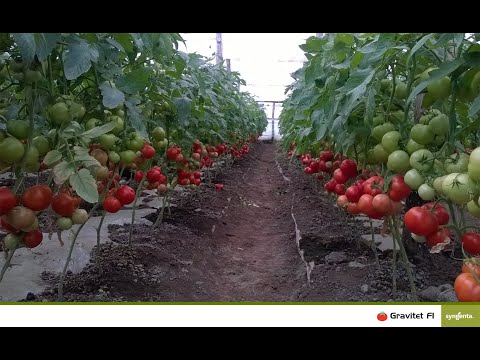 Tomate(rosii)extratimpurii Devonet F1 si Gravitet F1 descriere si poze
