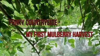 My first mulberry harvest