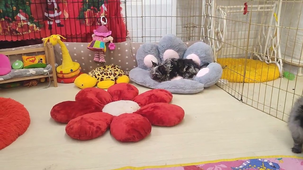 Доброе утро из Царства хвостиков 🥰 Продажа щеночков доставка по миру+79788972514