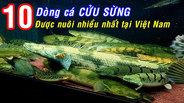 10 dòng cá CỬU SỪNG được nuôi nhiều nhất tại VIỆT NAM.