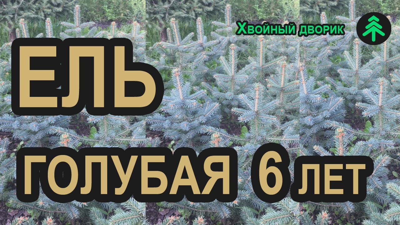 Ель голубая колючая Глаука (6-ти летка) в питомнике "Хвойный дворик ...