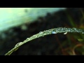 Beachfront B-roll: Dewdrops (Royalty Free Footage)