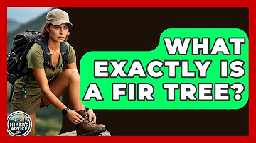 What Exactly Is A Fir Tree? - The Hiker