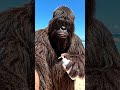Summer Beach day with Bigfoot #bigfoot #vlog #fyp #summer #funny
