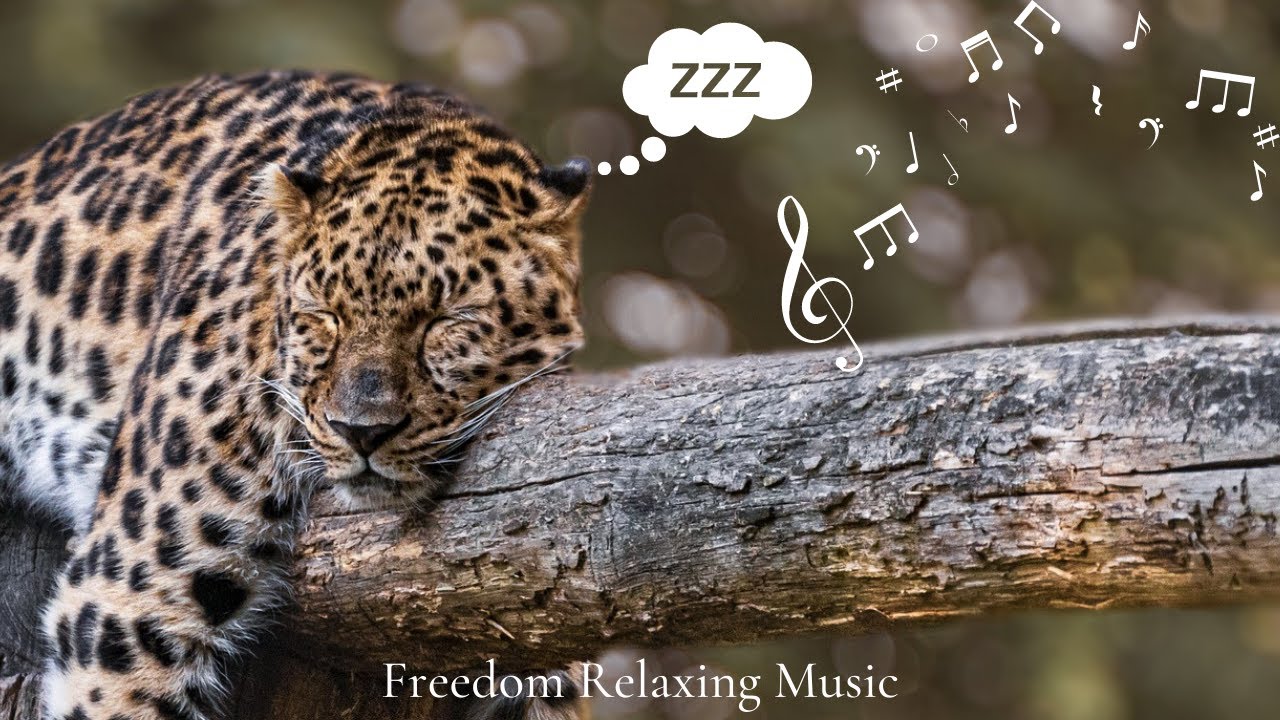 safari calming music