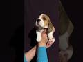 The World&#39;s Happiest Dog Breed? 😄 (The Beagle) #shorts #beagle #dogs