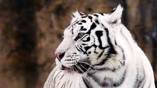 White Tiger (Panthera tigris tigris) – Genetics, Adaptation, and Survival Challenges