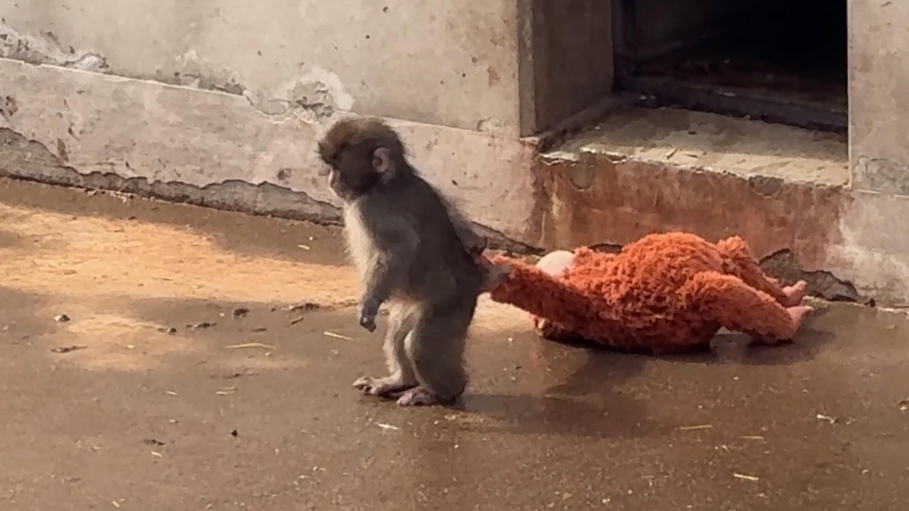 番外編 地面が濡れてママが重かったパンチくん【番外編】【市川市動植物園】ニホンザル