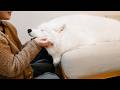 大好きないとこが来た瞬間、ママよりも先にお出迎えをする犬がおもしろすぎました