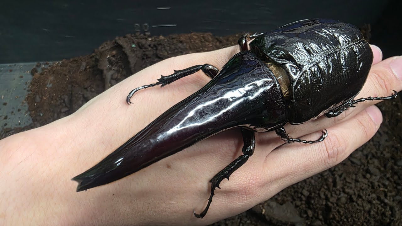 A completely different and incredibly bizarre beetle has emerged