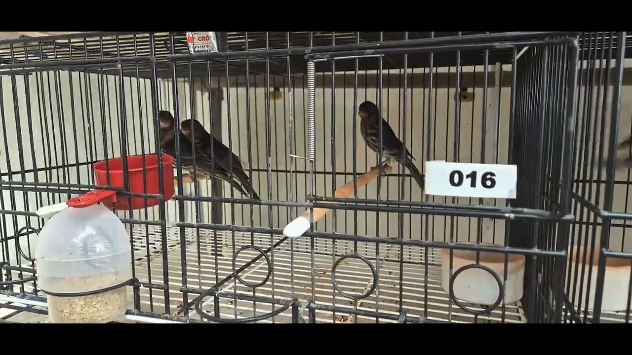 Muda de penas a TD vapor 