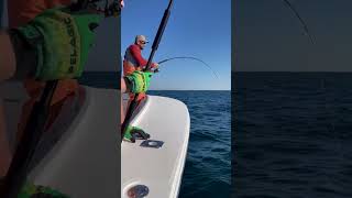 CATCHING GIANT BLUEFIN ON SPINNING TACKLE IN THE NORTHEAST- #pelagic  #fishing #bluefin #shorts