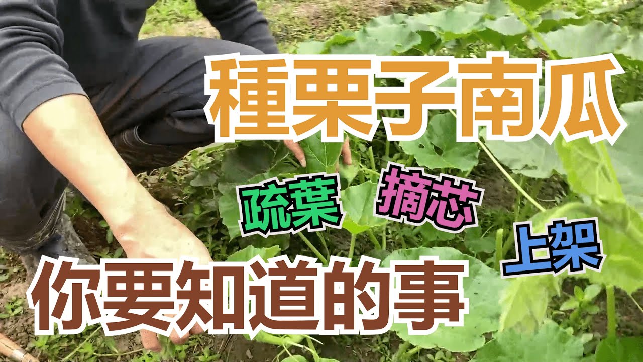 栗子南瓜你要知道的事 摘芯疏葉上架 Youtube 栗子南瓜你要知道的事 摘芯疏葉上架 Youtube