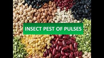 Pests of Pulses crops