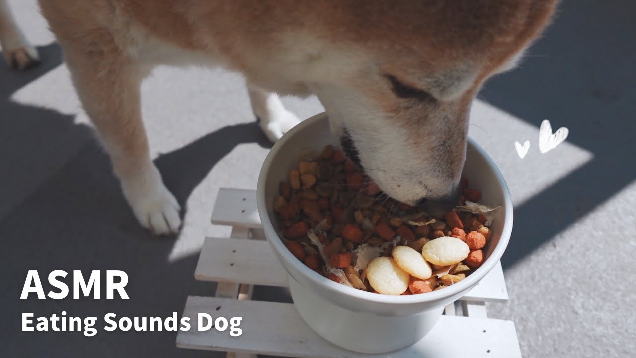 【ASMR/咀嚼音】カリカリご飯｜Eating Sounds Dog/柴犬の咀嚼音 #asmr #柴犬 #shiba