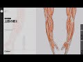 【お試し動画】美術解剖学教員 加藤公太の描きながら身につける美術解剖学入門19講ㅣColoso