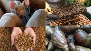 Discover the 7 Most Profitable Livestock to Raise on Your Farm