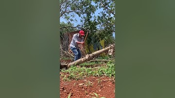 Test khả năng chặt cây khô của rìu Scandinavian forest - Gransfors Bruk sẽ như thế nào?