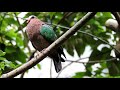 Common emerald dove Chalcophaps indica 10 9 17 Hong Kong Park