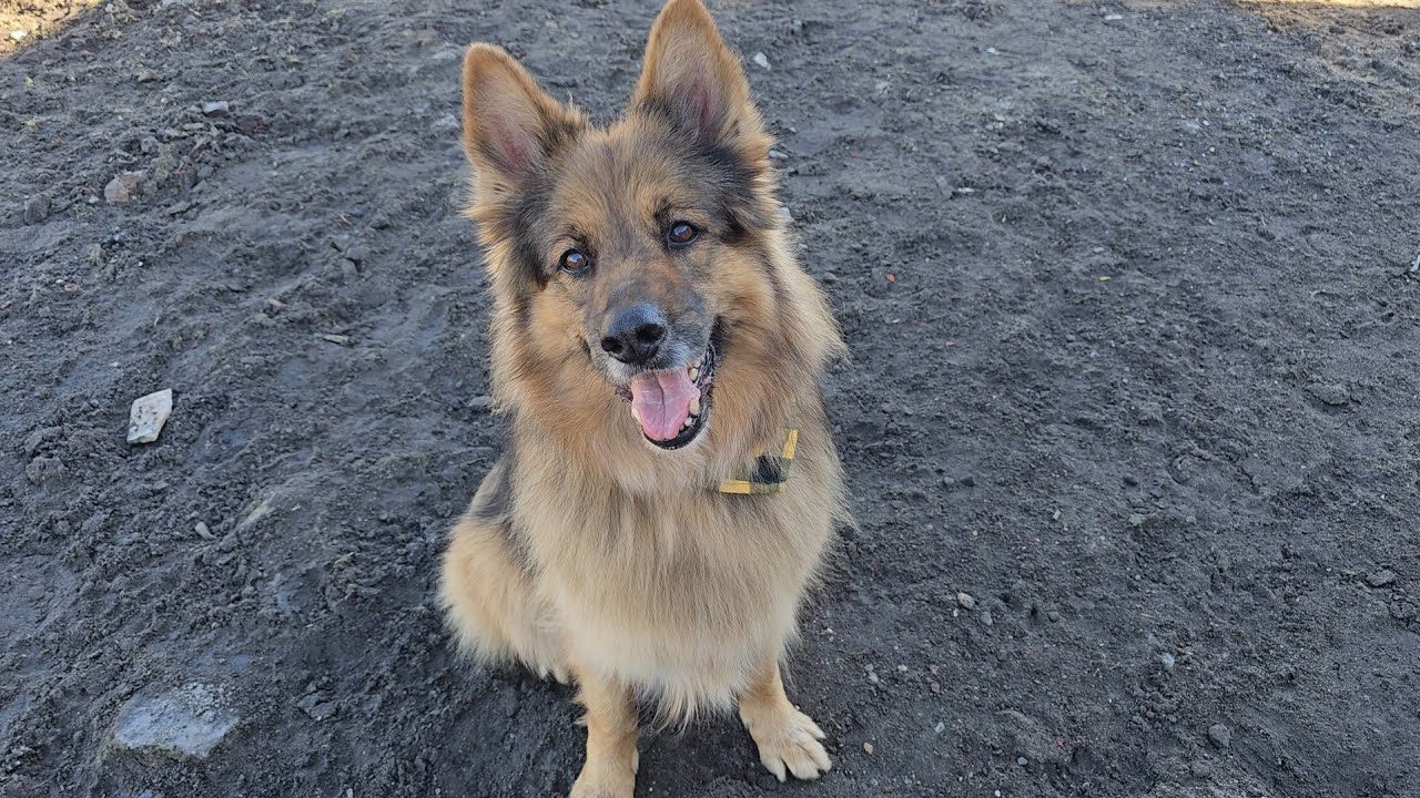 JESTEŚMY W SZOKU! KOKOLINKA POLUBIŁA OBCE DZIECKO - Ares nosi dziecioka w koszyku 