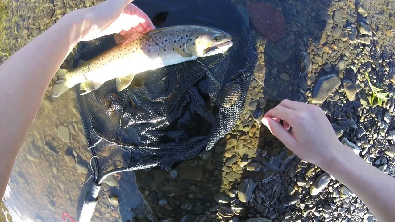 Spring spin fishing for wild brown trout Waikato YouTube