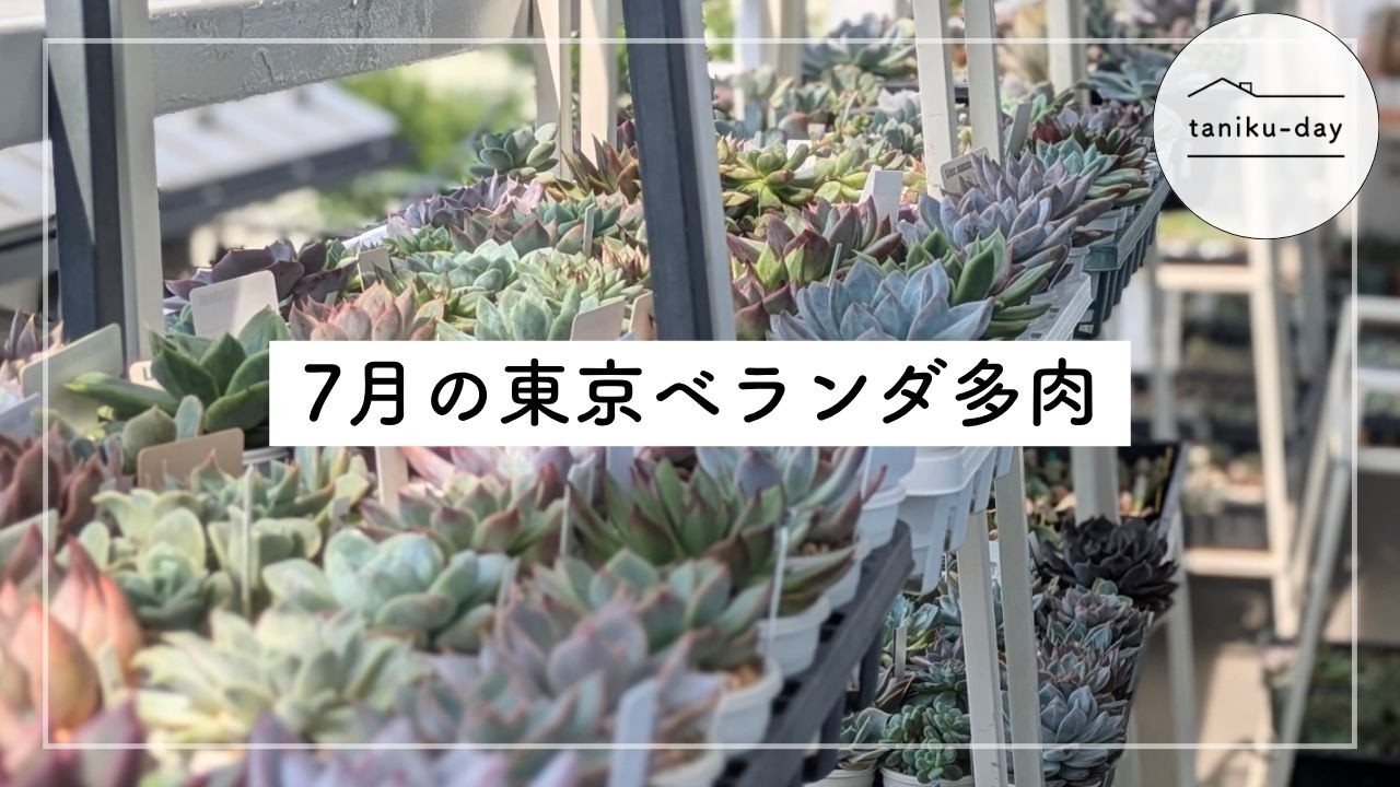 July Succulent Garden on a Tokyo Balcony | Shade Cloth, Shelf