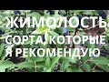 Жимолость  - сорта, которые я рекомендую