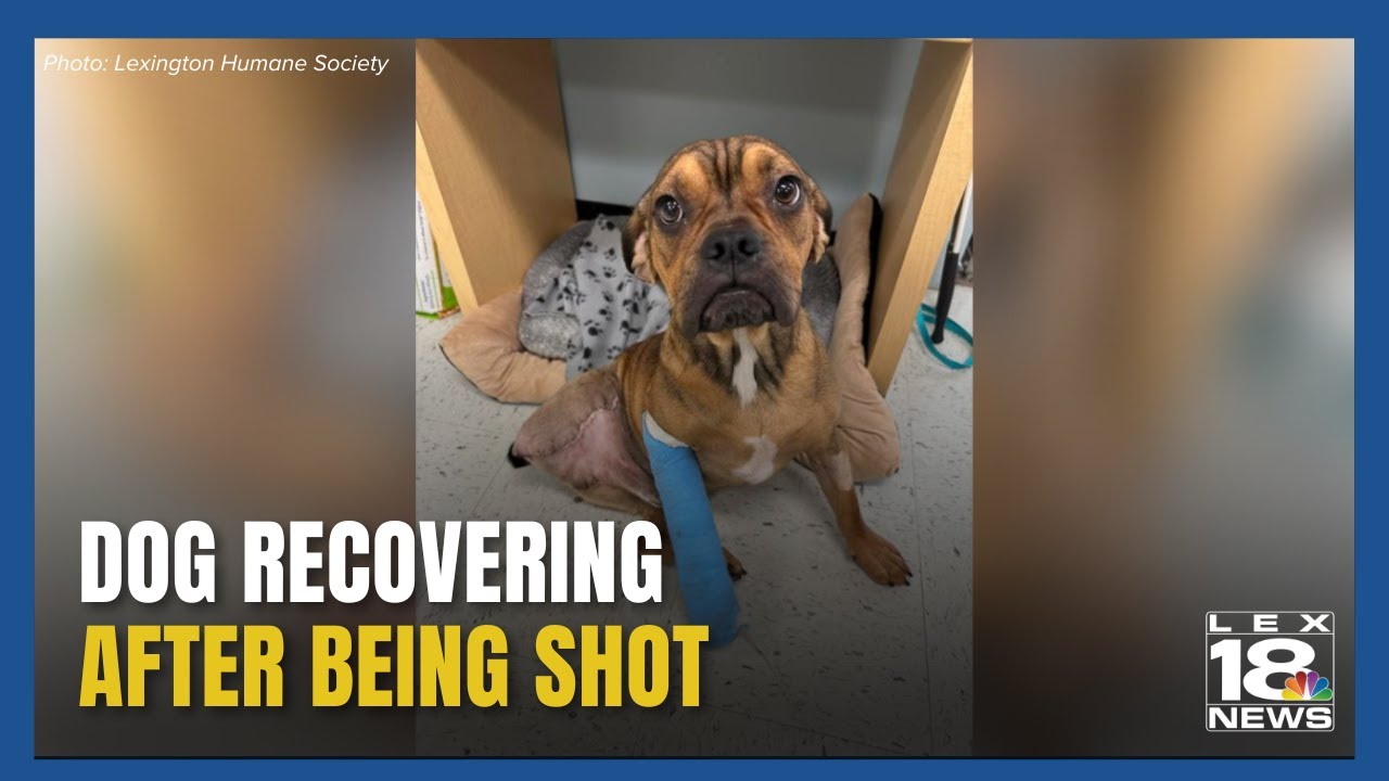 Dog Recovering After Being Shot - YouTube