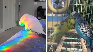 Smart And Funny Parrots Parrot Talking Videos Compilation (2024) - Cute Birds