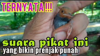 Suara Pikat Prenjak Ribut Paling Jitu