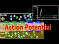 Action potential in neurons animation