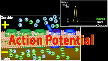 Action Potential in Neurons, Animation.