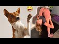 Funniest Animals Compilation 🐶🐱#Funniest cats and dogs P3