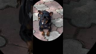 Miniboss Dog Zwergpinscher ‍ Miniature Pinscher  #dog #shorts #zwergpinscher #pinscher