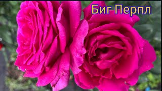 РОЗА Биг Перпл (Big Purple) Stephens Новая Зеландия, 1985,Чайно