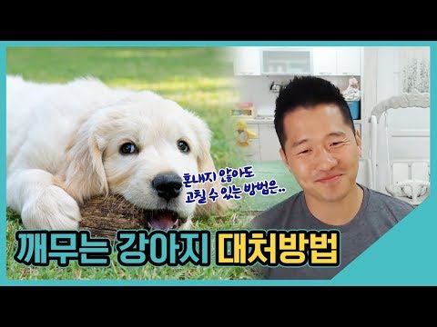 깨무는 강아지 대처방법｜수밤라이브