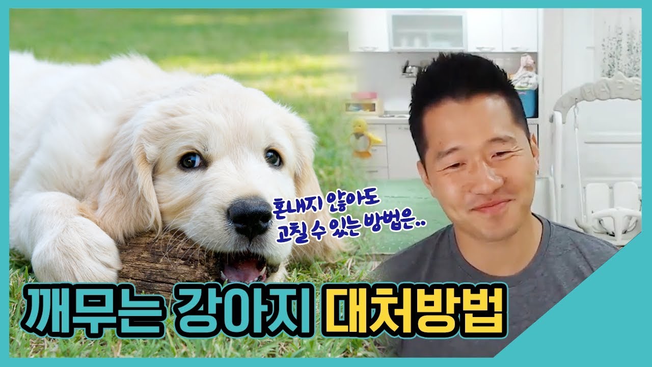 깨무는 강아지 대처방법｜수밤라이브