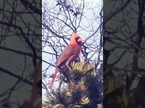 Cardinal said , "Where did she go?" #bird #nature #cardinal #wildlife