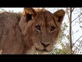 Lion cubs (9 and 4 months) climb tree next to vehicle