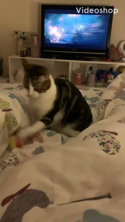 Cat shake it like a pom-pom #viral #funnyshorts #cats #funny #shortvideoviral #animals