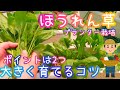 重要/大量収穫できるほうれん草/苦土石灰とたい肥が重要/プランター栽培