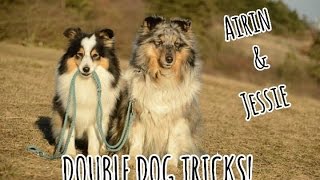DOUBLE DOG TRICKS! | Airin & Jessie | 2 amazing shelties! by Terka Šubrtová 4,067 views 7 years ago 1 minute, 55 seconds