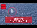 Barge plötzlich leer: Hier schwimmt der Wal im offenen Meer