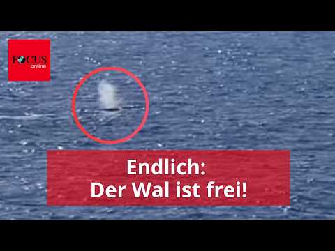 Barge plötzlich leer: Hier schwimmt der Wal im offenen Meer thumbnail