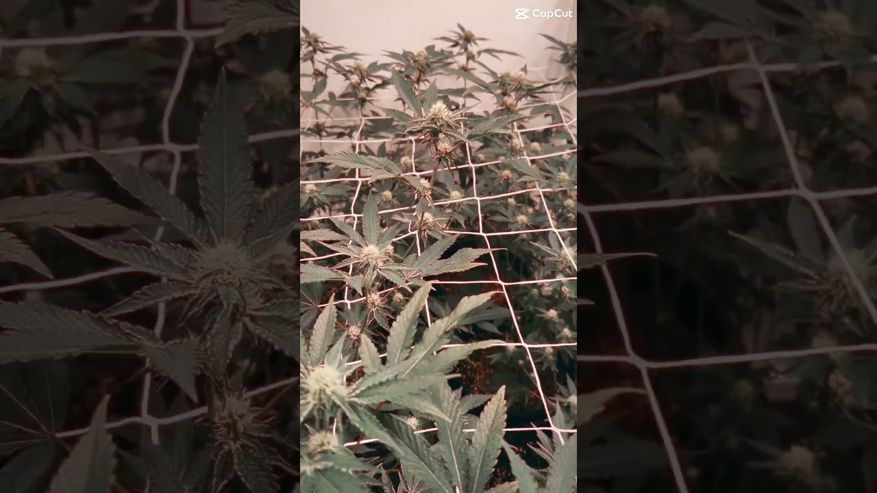 RS11 Strain  with Cropsalt Granular 