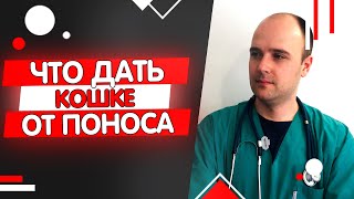 Что дать кошке коту котенку от поноса в домашних условиях