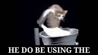 Laundry Cat But Hes A Mallu Aunty Probably Named Sarasu Or Something Idk