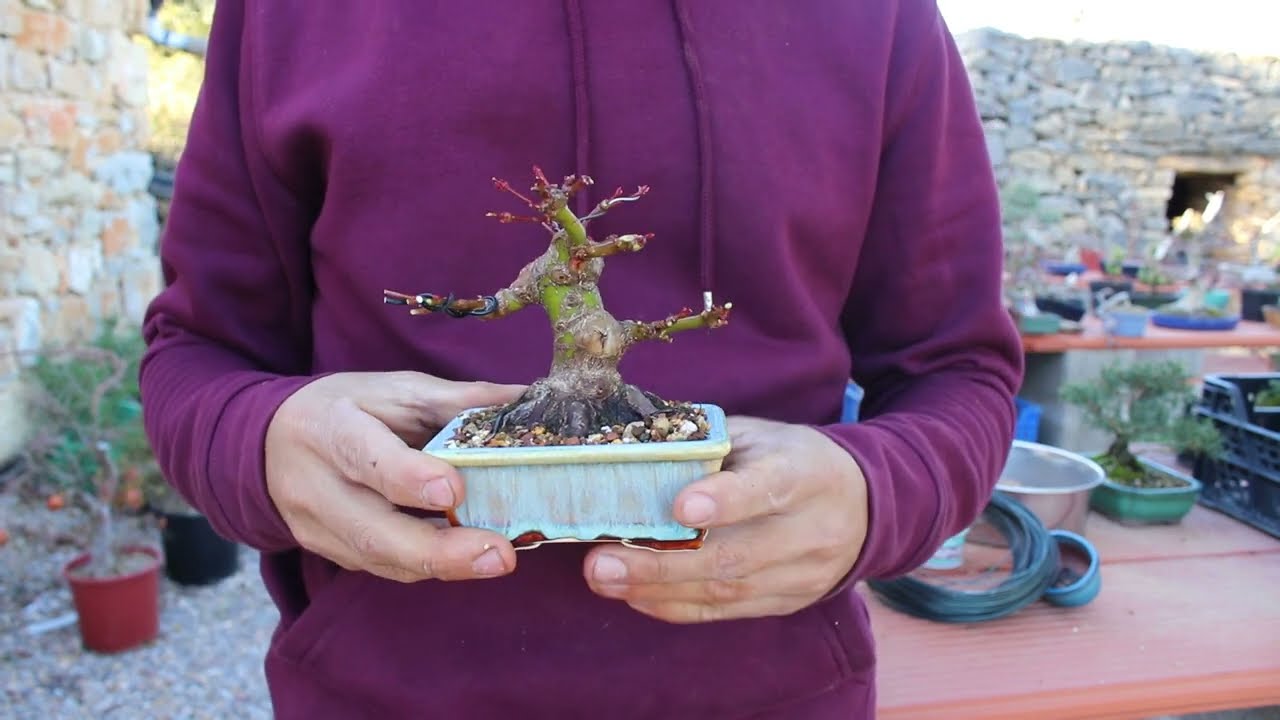 Trasplante de mini bonsai Acer palmatum yamamomiji